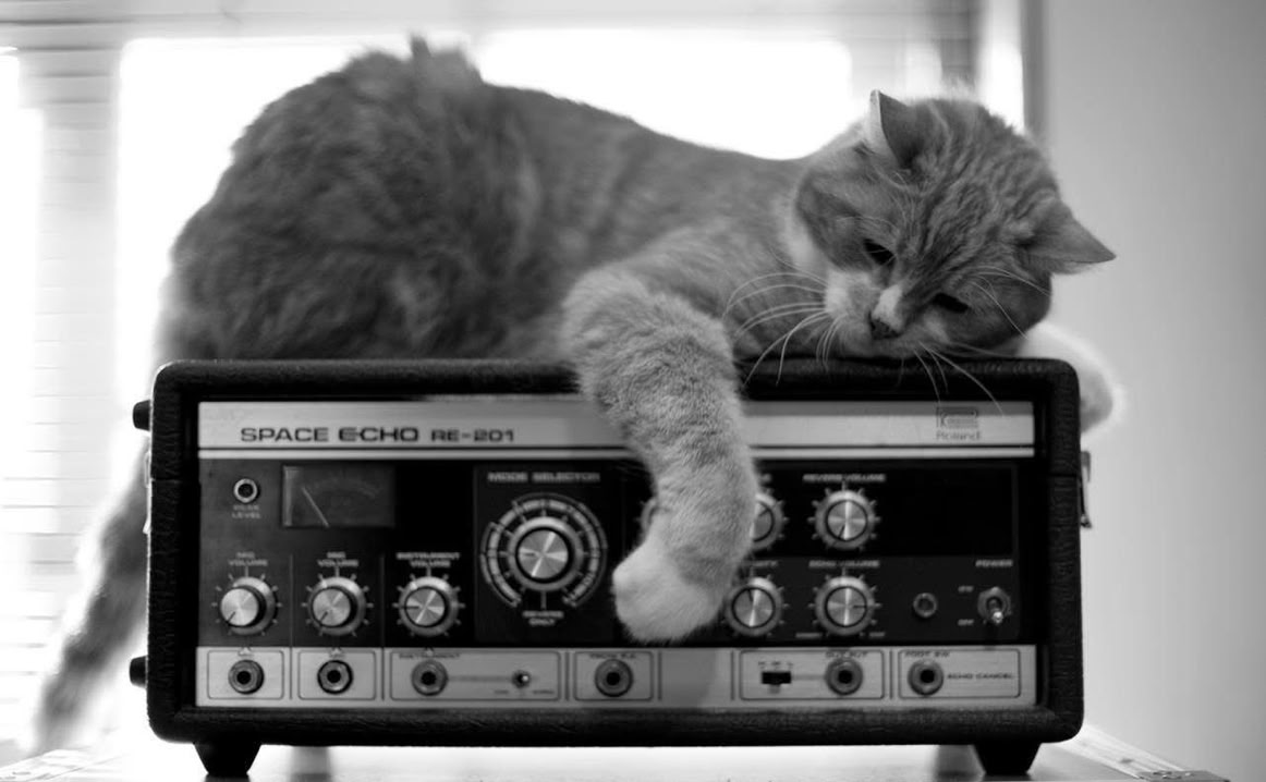 Studio cat Poesje